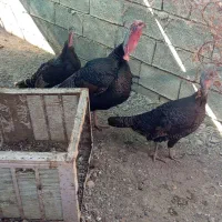 بو قلمون|حیوانات مزرعه|توکهور, |دیوار