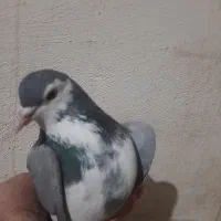 نرو ماده تهرونی ودمگیر