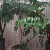 گلهای آپارتمانی فوق العاده زیبا و سرحال