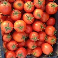 بذر گوجه فرنگی لوکس Sorena-F1|گل و گیاه طبیعی|تهران, بلوار کشاورز|دیوار