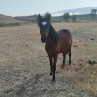 کره نریان 17ماه یک راس مادیان کرد4ساله