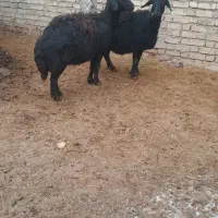 میش|حیوانات مزرعه|سجاس رود, |دیوار