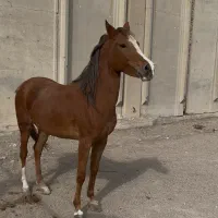 اسب مادیان  ونریان کرد معاوضه با گاو یا گوسفند