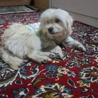 فروش سگ فوری|سگ|علیآباد کتول, |دیوار