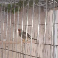 سهره سقا کرمونی اصیل