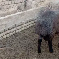 شیشک همو|حیوانات مزرعه|فردوس (خراسان), |دیوار