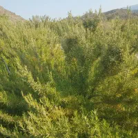 ۲ تن  محصول (خوشه)رزماری