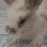 فروش خرگوش|موش و خرگوش|اصفهان, زاجان|دیوار