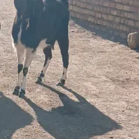 13م|حیوانات مزرعه|تربت جام, معدآباد|دیوار