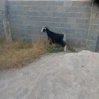 بز و کهره
