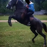 اسب|اسب و تجهیزات اسب‌سواری|بابکان, |دیوار