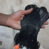 کبوتر دنبی جفت ماده|پرنده|شوشتر, |دیوار