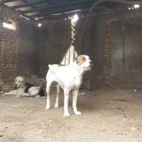 ماده آلابای