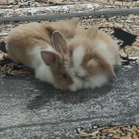 لوپ خرگوش لوپ