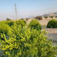 فروش باغ تلخاب شیرین|فروش دفتر صنعتی، کشاورزی، تجاری|دوگنبدان, |دیوار