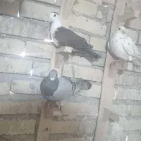 کبوتر پرشی|پرنده|تربت‌حیدریه, بالا ولایت|دیوار
