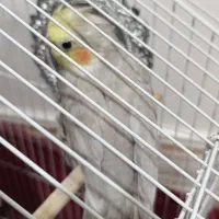 پرنده زینتی|پرنده|کوه چنار, |دیوار