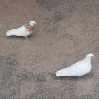 کفتر طوقی جفت