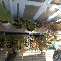 فروش گل با گلدان|گل و گیاه طبیعی|شیراز, شهرک والفجر|دیوار