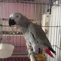 کاسکو نابغه مشهد