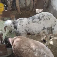 بره و کره نر  رابر