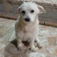 سگ سفید خوشگل