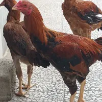 خروس لاری