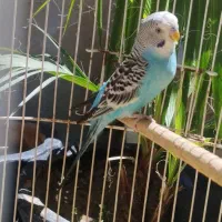 مرغ عشق و خرگوش