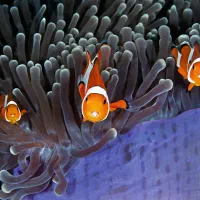 خریدار و یا معاوضه ماهی آب شور