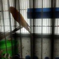 قناری ماده بلند