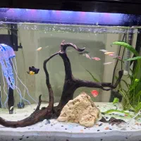 آکواریوم شرکتی ماهیران شیشه خم|ماهی|رشت, پاستوریزه|دیوار