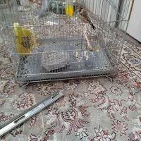 سره|پرنده|شهر ری, دیلمان|دیوار