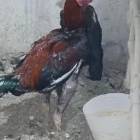 مرغ و خروس لاری|حیوانات مزرعه|تبریز, |دیوار