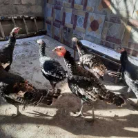 بوقلمون بزرگ جفتی ۲،۴۰۰،۰۰۰۰