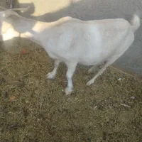 گوسفند راور