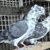 کبوتر قاره و قوچی درجه یک