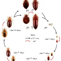 سمپاشی ساس و سوسک ریز سم پاشی با ضمانت یکساله|خدمات نظافت|قرچک, مهدیه|دیوار