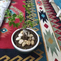 گل بونسای رتوزا خانگی