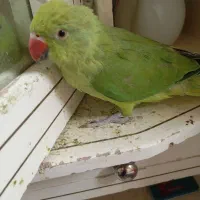 طوطی ملنگو|پرنده|جناح, |دیوار