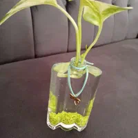 گل پتوس همراه گلدان شیشه‌ای کادوی روز پدر