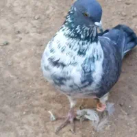 کبوتر