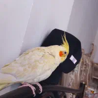 عروس هلندی لوتینو زعفرانی فروش فوری|پرنده|باغ بهادران, |دیوار