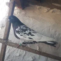 کبوتر ماده سینه سیاه قریب گیری|پرنده|مزرعه کتول, |دیوار