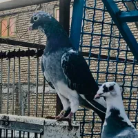 کبوتر مسابقه