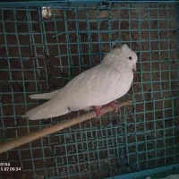 نر کله دم سیاه و..|پرنده|کرج, شهرک فهمیده|دیوار