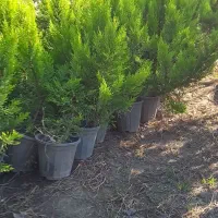 لاوسون در سه سایز|گل و گیاه طبیعی|رامسر, |دیوار