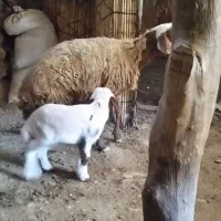 گوسفند وبره جوان