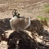 این سگ گمشده درصورت رویت مژدگانی به دلخواه خودتون