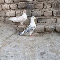 چندعددتهرانی خوب وجوجه گلبسر وجوجه سهره