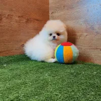 سگ پامرانین